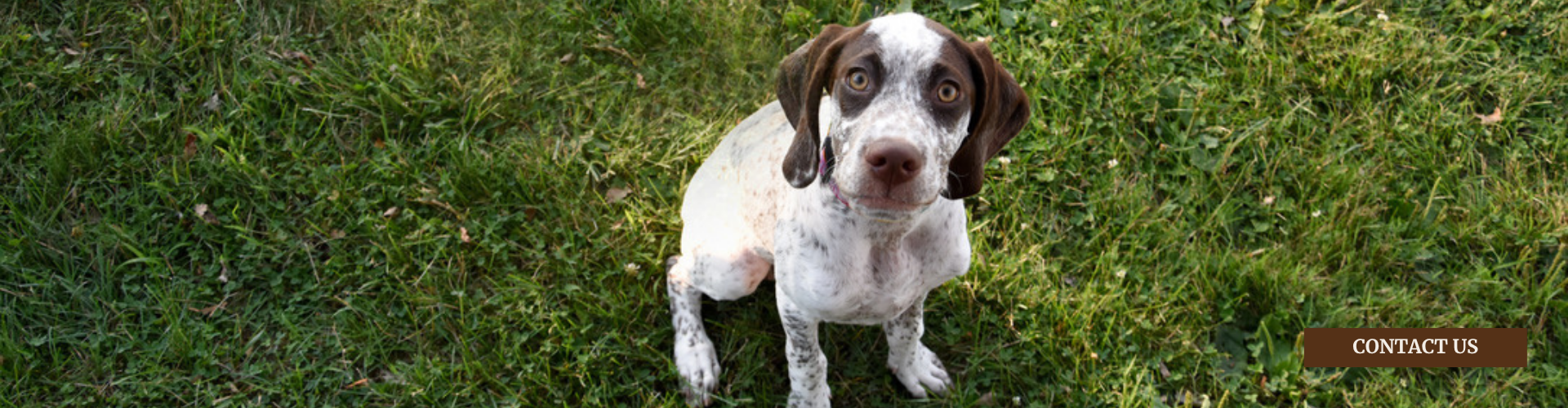 Contact Sit n' Stay Pet Services